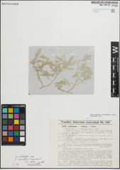 Foto von Salix myrsinifolia Salisb. x Salix retusa L.